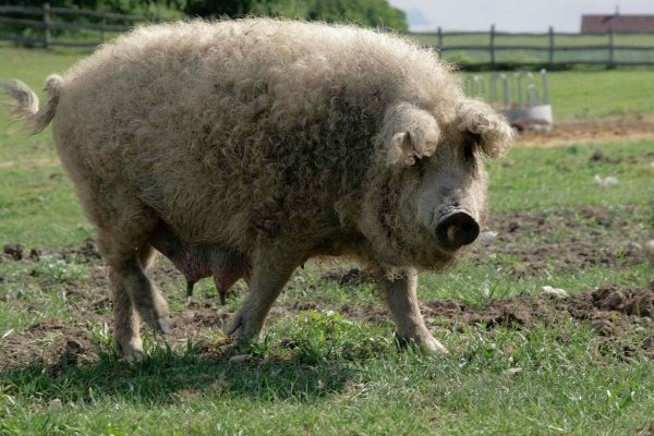Какие породы свиней: описание, характеристика, продуктивность