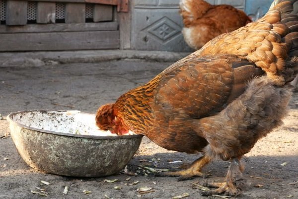 Какие виды глистов могут поражать цыплят: симптомы, лечение, профилактика