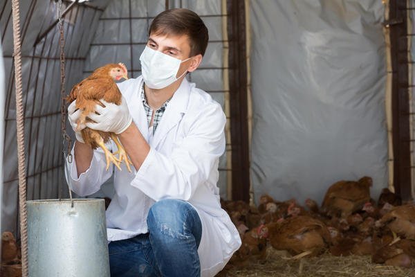 Какие виды глистов могут поражать цыплят: симптомы, лечение, профилактика
