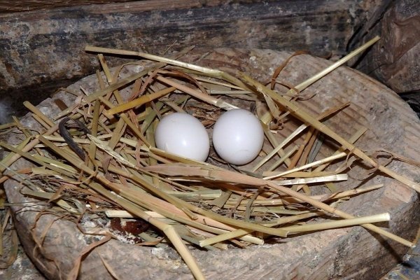 Что такое голубиные гнезда и как их сделать?