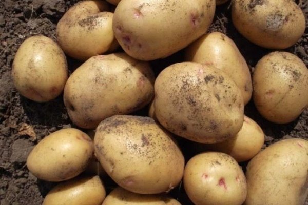 Какую картошку сажать? Критерии выбора лучшего сорта картофеля