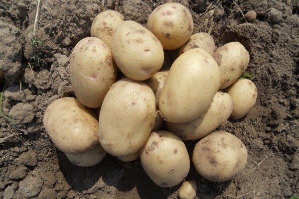 Какую картошку сажать? Критерии выбора лучшего сорта картофеля