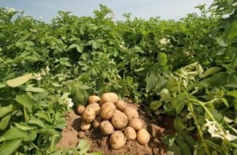 Какую картошку посадить? Критерии выбора лучшего сорта картофеля