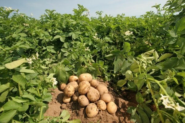 Какую картошку посадить? Критерии выбора лучшего сорта картофеля