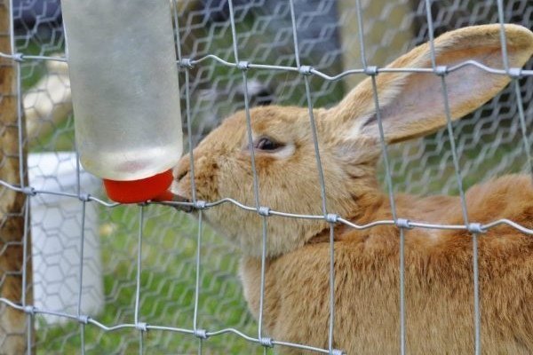 Какую поилку сделать себе для кроликов?