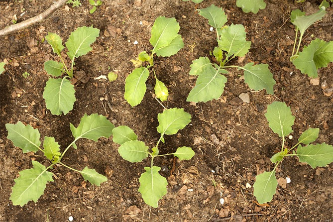 Кольраби - выращивание из семян, уход за садом