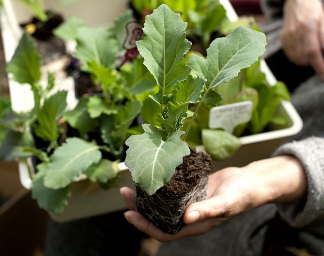 Кольраби - выращивание из семян, уход за садом