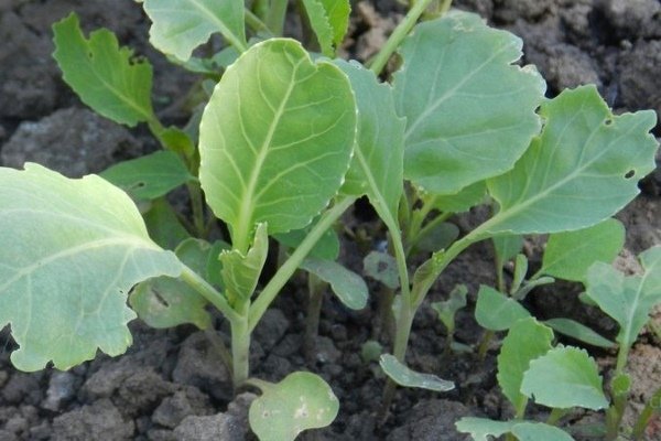Ранние сорта капусты: сорта, посадка и выращивание