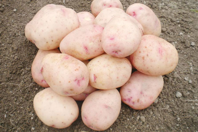 Картофель Аврора - характеристика сорта, отзывы, вкусовые качества