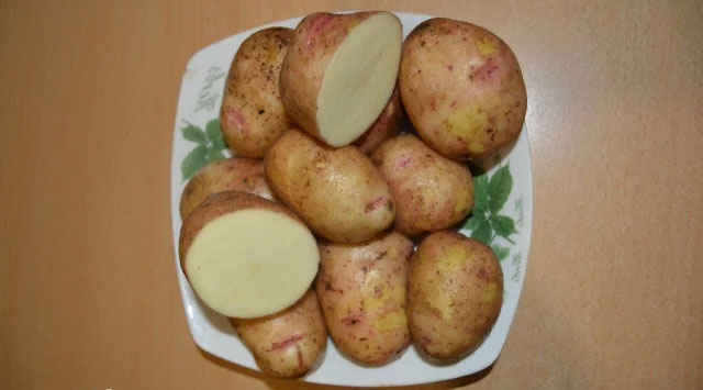Картофель Аврора - характеристика сорта, отзывы, вкусовые качества