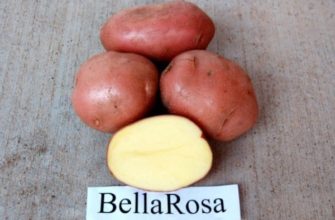 Картофель Беллароза – скороспелый, урожайный сорт