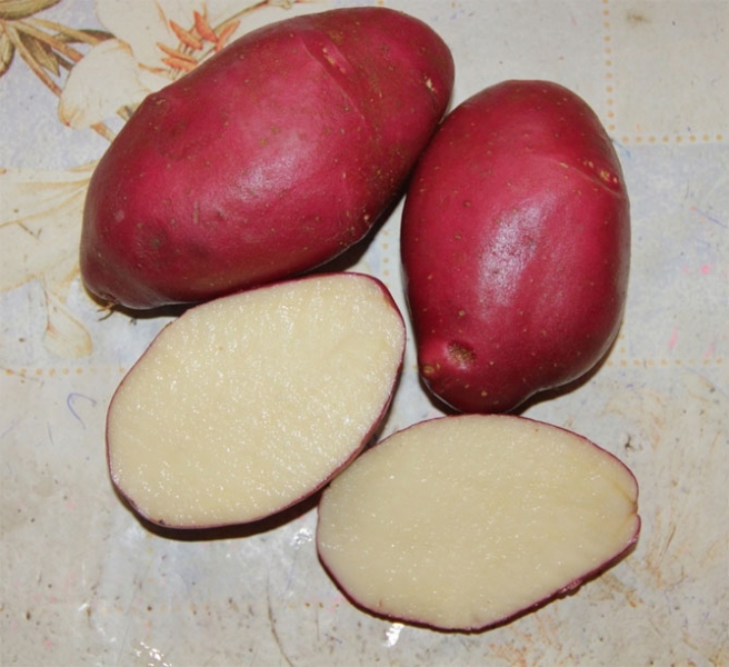Картофель Рокко - характеристика и описание сорта, отзывы, вкус