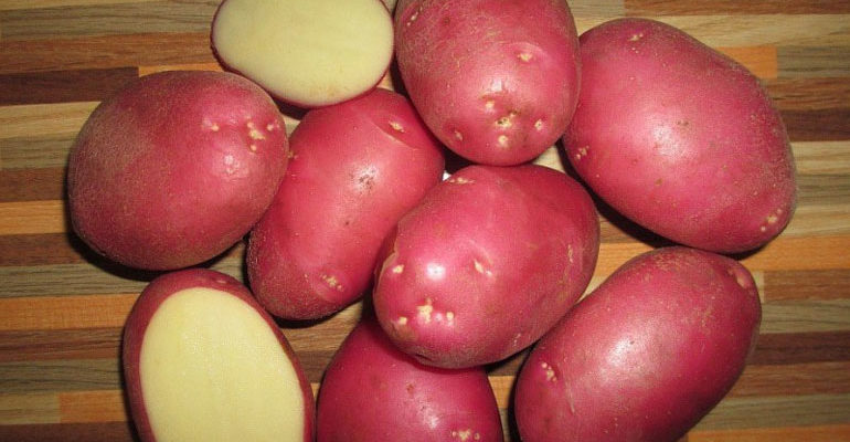 Картофель Рокко – характеристика и описание сорта, отзывы, вкусовые качества