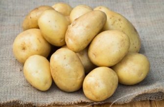 Картофель сорта Уладар: описание и особенности выращивания