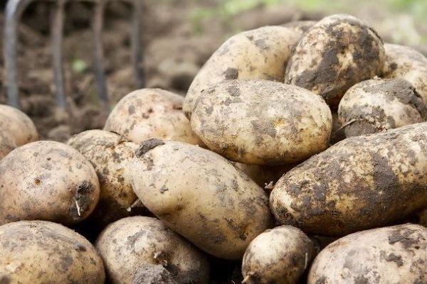 Картофель сорта Уладар: описание и особенности выращивания