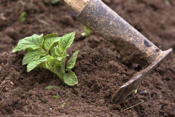 Картофель черри: особенности, особенности выращивания и ухода