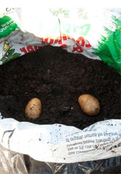 Картофель в пакетах - выращивание пошагово, фото