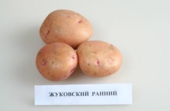 Картофель «Жуковский»: особенности раннего сорта