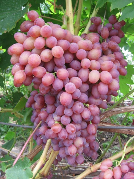 Кишмиш лучистый - описание сорта винограда, отзывы