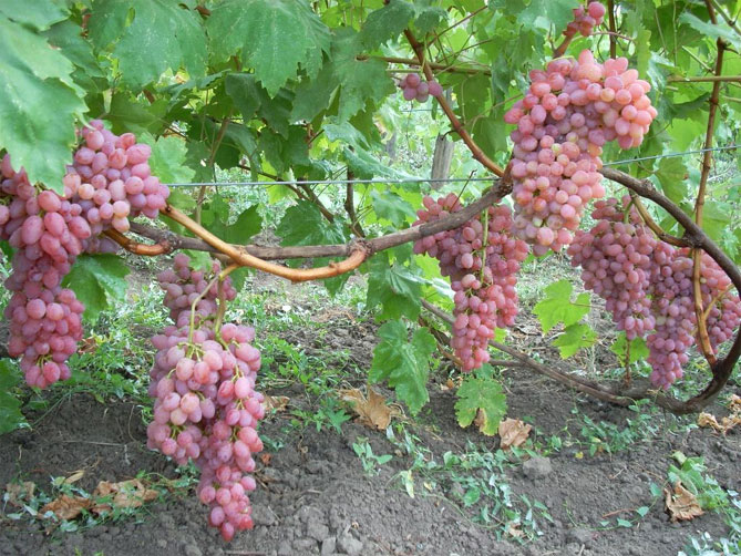 Кишмиш лучистый - описание сорта винограда, отзывы