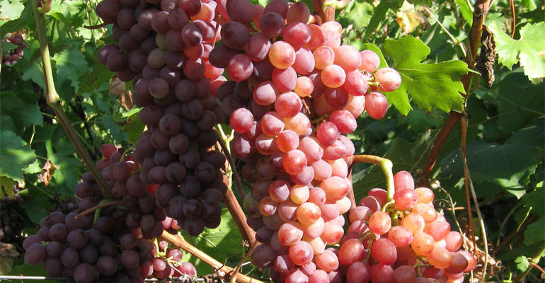 Кишмиш лучистый – описание сорта винограда, отзывы