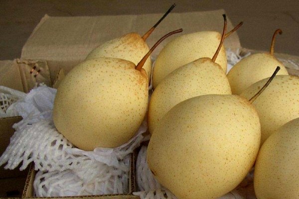 Китайская груша: ее характеристика и правила выращивания сортов