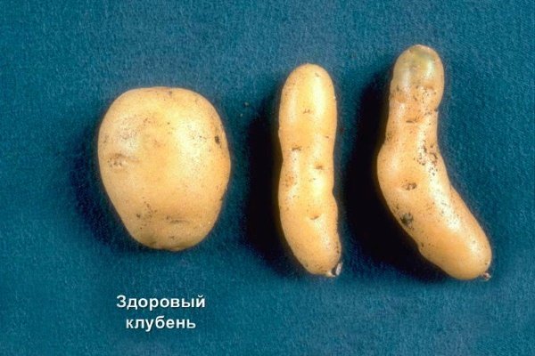 Классификация болезней картофеля: названия, описание и лечение