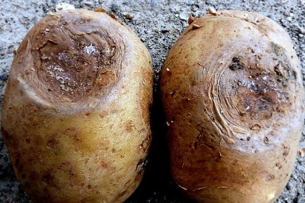 Классификация болезней картофеля: названия, описание и лечение