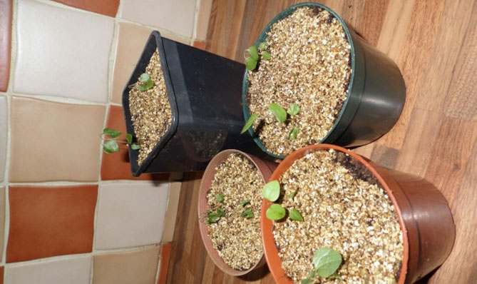 Клематисы - посадка, уход и выращивание в открытом грунте, в горшках на балконе
