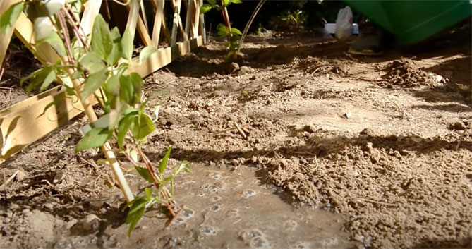 Клематисы - посадка, уход и выращивание в открытом грунте, в горшках на балконе