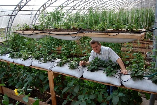 Клубника в теплице: важные аспекты выращивания