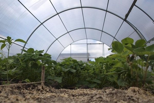 Клубника в теплице: важные аспекты выращивания