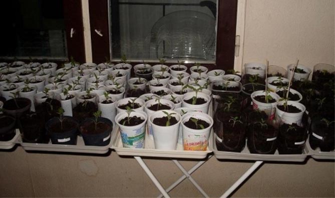 Когда и чем замачивать рассаду томатов: состав почвы, выбор емкости, сроки, уход за растениями