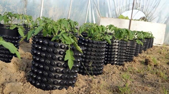 Когда и чем замачивать рассаду томатов: состав почвы, выбор емкости, сроки, уход за растениями