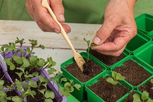Когда и как правильно пикировать капусту: практические рекомендации