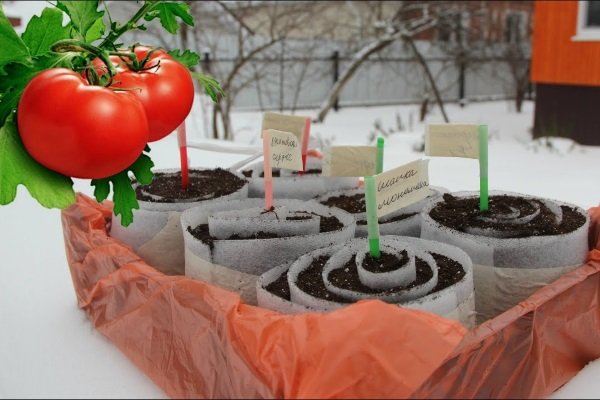 Когда и как сажать помидоры на рассаду?