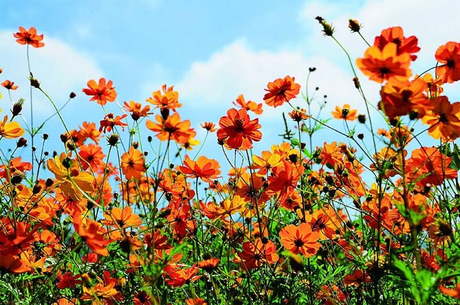 Когда сажать цветок космея: выращивание из семян, посадка и уход