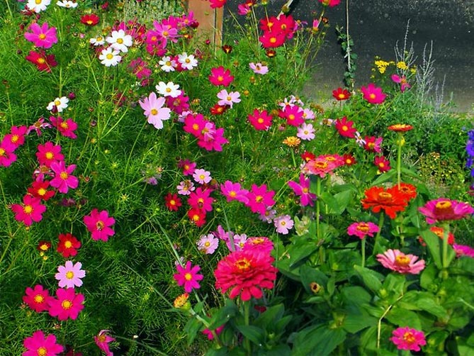 Когда сажать цветок космея: выращивание из семян, посадка и уход
