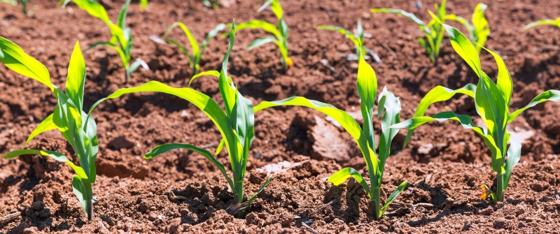 Когда сажать кукурузу на рассаду в 2022 году: выращивание и уход