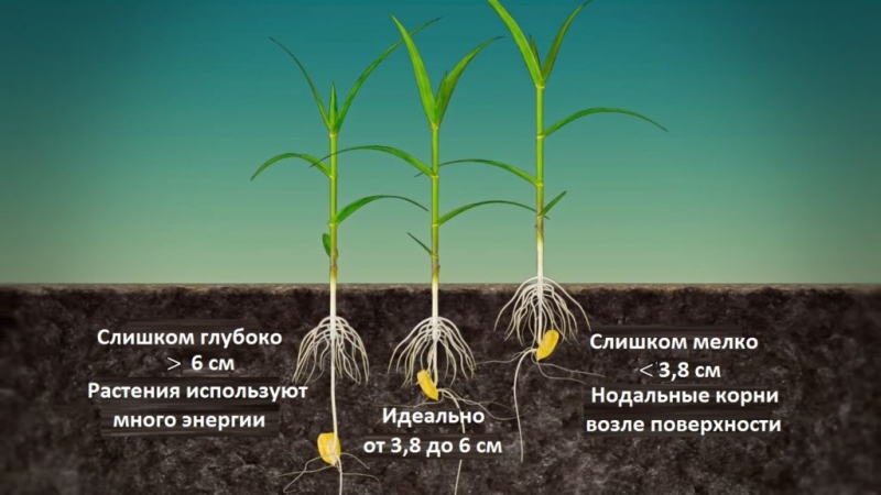 Когда сажать рассаду кукурузы в 2022 году: выращивание и уход