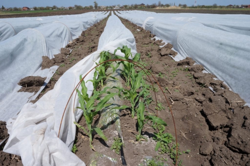 Когда сажать рассаду кукурузы в 2022 году: выращивание и уход