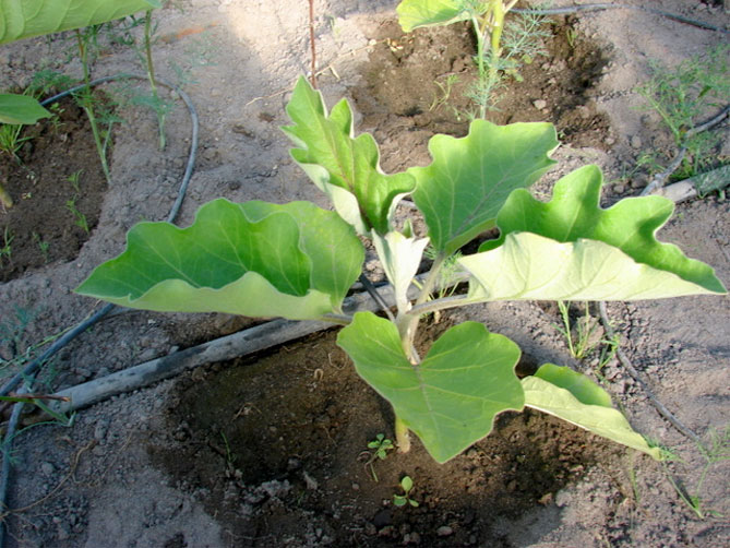 Когда сеять баклажаны на рассаду, выращивание и уход, сроки посадки в грунт