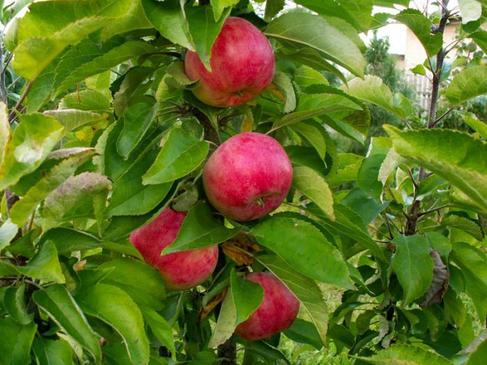 Столбчатая яблоня