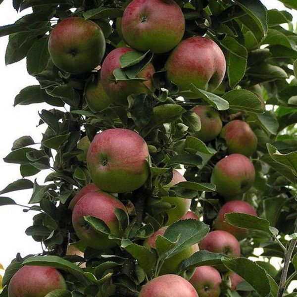 Столбчатая яблоня