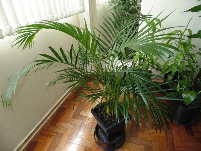 Комнатная пальма: виды и уход