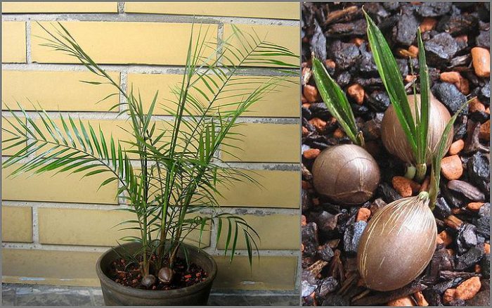 Комнатная пальма: виды и уход