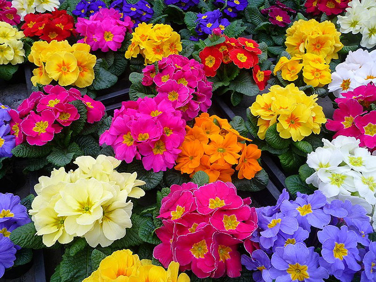 Комнатные цветы с фото и их названием - разновидности комнатных цветов, ухаживайте за ними