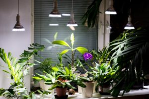 Комнатные растения зимой: уход, чем поливать и освещать