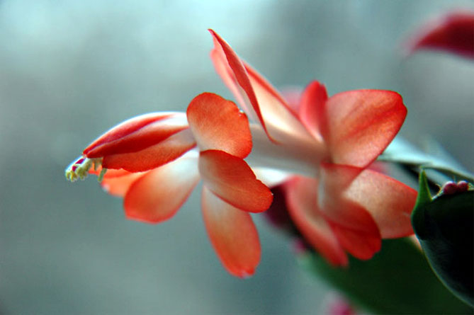Комнатный цветок Шлюмберже (Декабрист) - уход в домашних условиях, пересадка, фото
