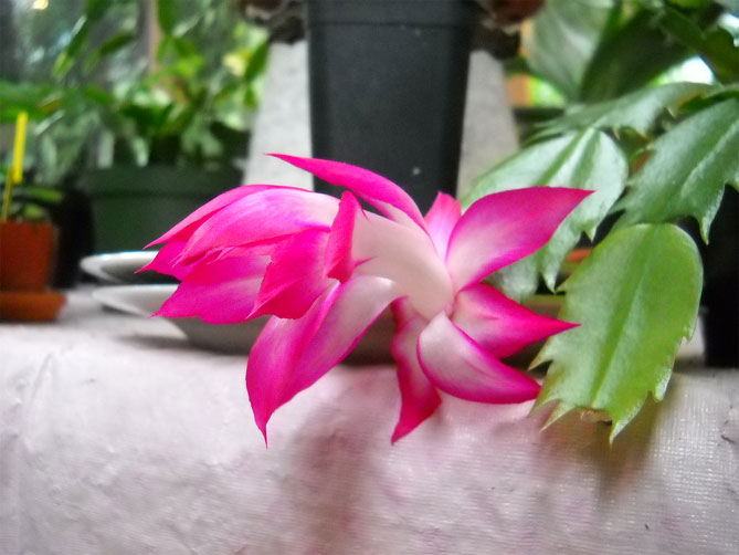 Комнатный цветок Шлюмберже (Декабрист) - уход в домашних условиях, пересадка, фото